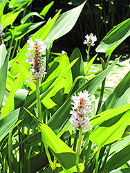 White Pike Pickerelweed (Pontederia cordata 'White Pike') at The Mustard Seed