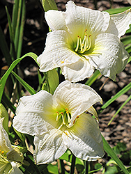 Gentle Shepherd Daylily (Hemerocallis 'Gentle Shepherd') at The Mustard Seed