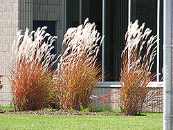 Flame Grass (Miscanthus sinensis 'Purpurascens') at The Mustard Seed