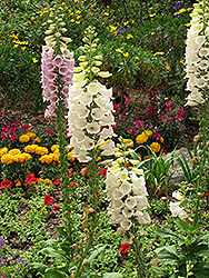 Common Foxglove (Digitalis purpurea) at The Mustard Seed