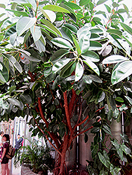 Rubber Tree (Ficus elastica) at The Mustard Seed
