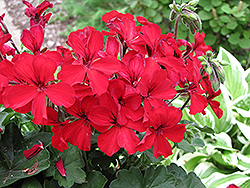 Caliente Fire Geranium (Pelargonium 'Caliente Fire') at The Mustard Seed
