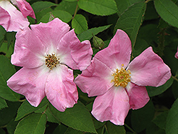 Rugosa Rose (Rosa rugosa) at The Mustard Seed