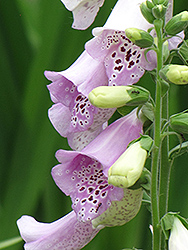 Camelot Lavender Foxglove (Digitalis purpurea 'Camelot Lavender') at The Mustard Seed
