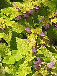 Golden Spotted Dead Nettle (Lamium maculatum 'Aureum') at The Mustard Seed