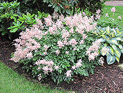 Peach Blossom Astilbe (Astilbe x rosea 'Peach Blossom') at The Mustard Seed