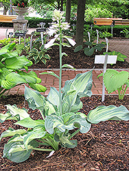 Lakeside Paisley Print Hosta (Hosta 'Lakeside Paisley Print') at The Mustard Seed