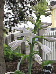 Lakeside Paisley Print Hosta (Hosta 'Lakeside Paisley Print') at The Mustard Seed