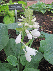 Elegans Hosta (Hosta sieboldiana 'Elegans') at The Mustard Seed