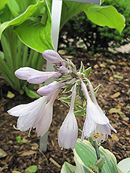 Blue Ivory Hosta (Hosta 'Blue Ivory') at The Mustard Seed