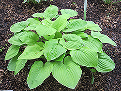 August Moon Hosta (Hosta 'August Moon') at The Mustard Seed