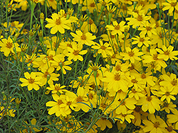 Zagreb Tickseed (Coreopsis verticillata 'Zagreb') at The Mustard Seed