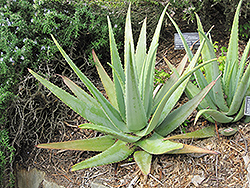 Aloe Vera (Aloe vera) at The Mustard Seed