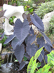 Black Magic Elephant Ear (Colocasia esculenta 'Black Magic') at The Mustard Seed