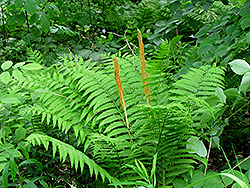 Cinnamon Fern (Osmunda cinnamomea) at The Mustard Seed