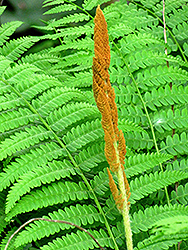 Cinnamon Fern (Osmunda cinnamomea) at The Mustard Seed