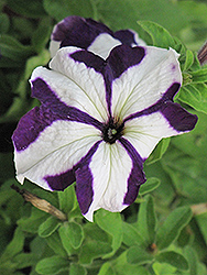 Ultra Blue Star Petunia (Petunia 'Ultra Blue Star') at The Mustard Seed