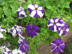 Ultra Blue Star Petunia (Petunia 'Ultra Blue Star') at The Mustard Seed