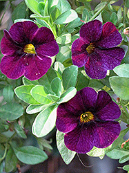 Aloha Midnight Purple Calibrachoa (Calibrachoa 'Aloha Midnight Purple') at The Mustard Seed