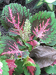 King Kong Coleus (Solenostemon scutellarioides 'King Kong') at The Mustard Seed