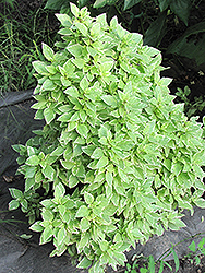 Lemon Basil (Ocimum x citriodorum 'Perpetual Pesto') at The Mustard Seed