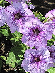 Madness Orchid Petunia (Petunia 'Madness Orchid') at The Mustard Seed