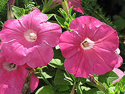 Madness Pink Petunia (Petunia 'Madness Pink') at The Mustard Seed