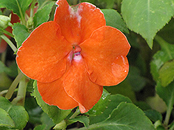 Dazzler Orange Impatiens (Impatiens 'Dazzler Orange') at The Mustard Seed