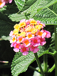 Lantana (Lantana camara) at The Mustard Seed