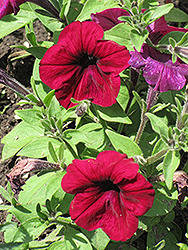 Madness Burgundy Petunia (Petunia 'Madness Burgundy') at The Mustard Seed