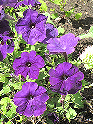 Madness Blue Petunia (Petunia 'Madness Blue') at The Mustard Seed