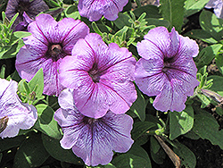 Madness Plum Petunia (Petunia 'Madness Plum') at The Mustard Seed