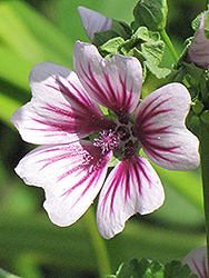 Zebrina Mallow (Malva sylvestris 'Zebrina') at The Mustard Seed