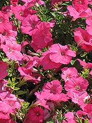 Madness Pink Petunia (Petunia 'Madness Pink') at The Mustard Seed