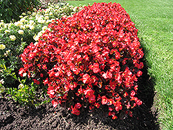 Bada Boom Scarlet Begonia (Begonia 'Bada Boom Scarlet') at The Mustard Seed