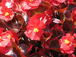 Bada Boom Scarlet Begonia (Begonia 'Bada Boom Scarlet') at The Mustard Seed