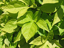 Sweet Caroline Light Green Sweet Potato Vine (Ipomoea batatas 'Sweet Caroline Light Green') at The Mustard Seed