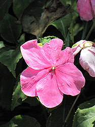 Dazzler Deep Pink Impatiens (Impatiens 'Dazzler Deep Pink') at The Mustard Seed