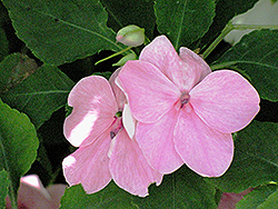 Dazzler Blue Pearl Impatiens (Impatiens 'Dazzler Blue Pearl') at The Mustard Seed