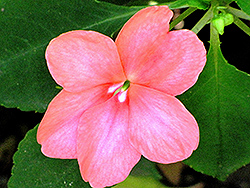 Dazzler Apricot Impatiens (Impatiens 'Dazzler Apricot') at The Mustard Seed