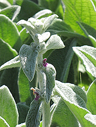 Helene Von Stein Lamb's Ears (Stachys byzantina 'Helene Von Stein') at The Mustard Seed