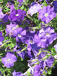 Surfinia Sky Blue Petunia (Petunia 'Surfinia Sky Blue') at The Mustard Seed