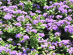 Hawaii Blue Flossflower (Ageratum 'Hawaii Blue') at The Mustard Seed