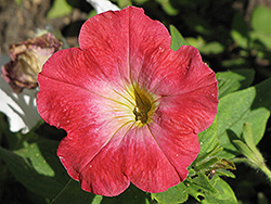 Madness Red Morn Petunia (Petunia 'Madness Red Morn') at The Mustard Seed