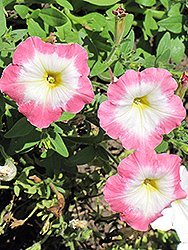 Madness Rose Morn Petunia (Petunia 'Madness Rose Morn') at The Mustard Seed