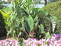 Black Stem Elephant Ear (Colocasia fontanesii) at The Mustard Seed