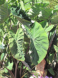 Black Stem Elephant Ear (Colocasia fontanesii) at The Mustard Seed