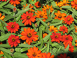 Profusion Fire Zinnia (Zinnia 'Profusion Fire') at The Mustard Seed