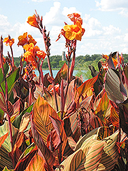 Tropicanna Canna (Canna 'Phasion') at The Mustard Seed