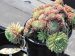 Jade Rose Hens And Chicks (Sempervivum 'Jade Rose') at The Mustard Seed